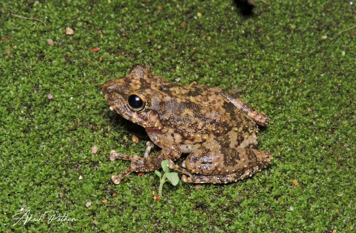 Pseudophilautus fergusonianus Ahl 1927